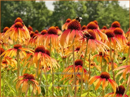 Echinacea purpurea &#39;Fiery Meadow Mama&#39;