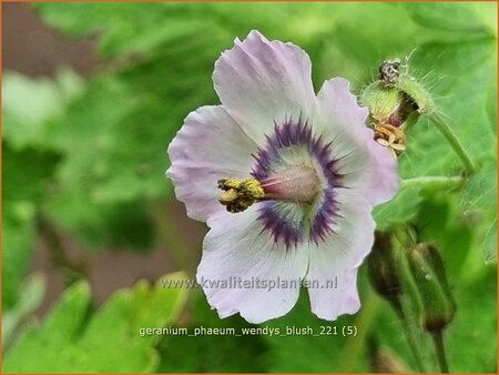 Geranium phaeum &#39;Wendy&#39;s Blush&#39;