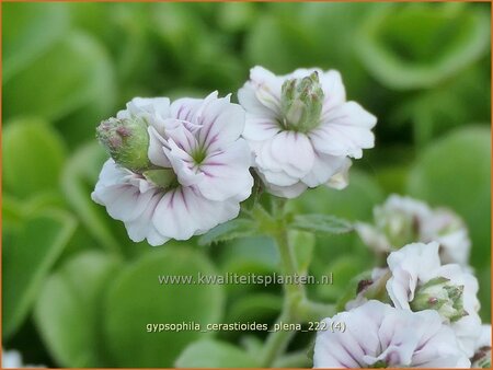 Gypsophila cerastioides &#39;Plena&#39;