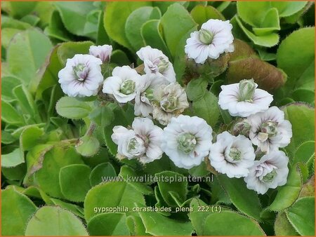 Gypsophila cerastioides &#39;Plena&#39;