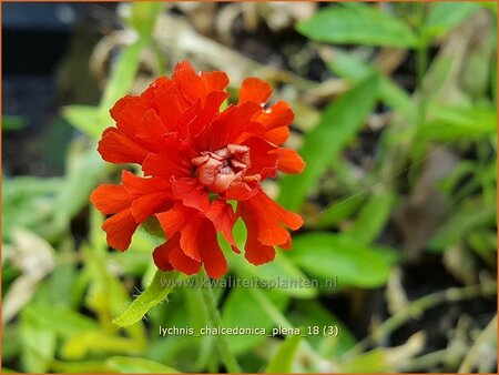 Lychnis chalcedonica &#39;Plena&#39;