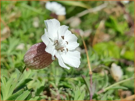 Silene maritima