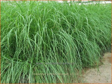 Miscanthus sinensis &#39;Serengeti&#39; (pot 11 cm)