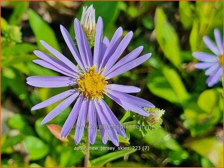 Aster &#39;New Jersey Skies&#39;