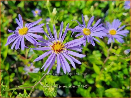 Aster &#39;New Jersey Skies&#39;