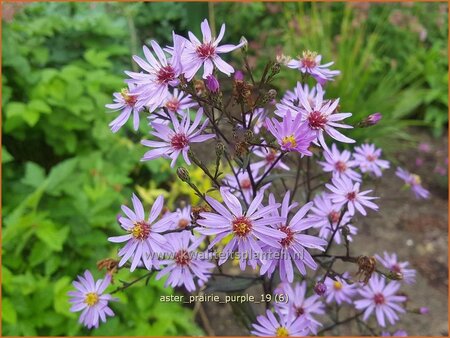 Aster &#39;Prairie Purple&#39;