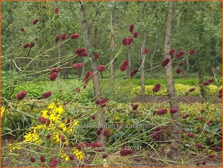 Sanguisorba &#39;Tully&#39;