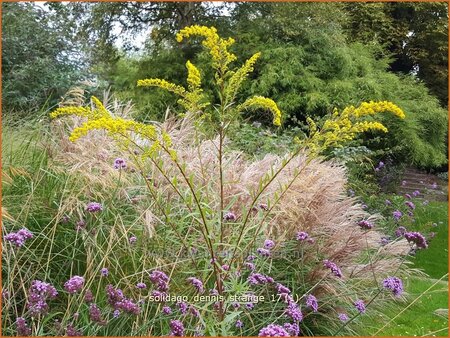 Solidago &#39;Dennis Strange&#39;