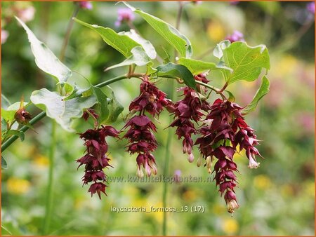 Leycesteria formosa (pot 11 cm)