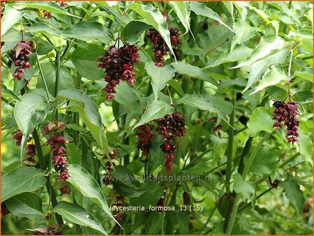 Leycesteria formosa (pot 11 cm)