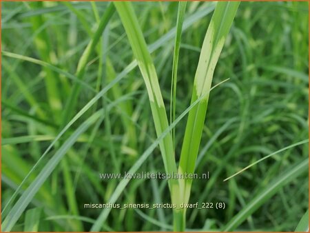 Miscanthus sinensis &#39;Strictus Dwarf&#39; (pot 11 cm)