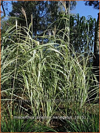 Miscanthus sinensis &#39;Variegatus&#39; (pot 11 cm)