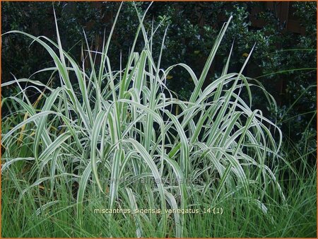 Miscanthus sinensis &#39;Variegatus&#39; (pot 11 cm)