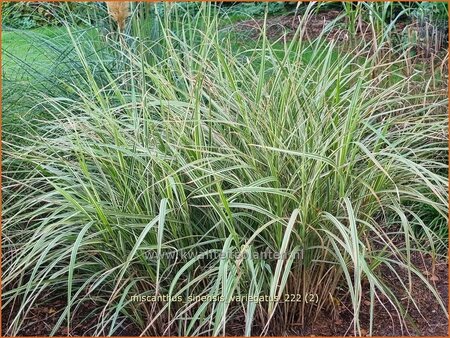 Miscanthus sinensis &#39;Variegatus&#39; (pot 11 cm)