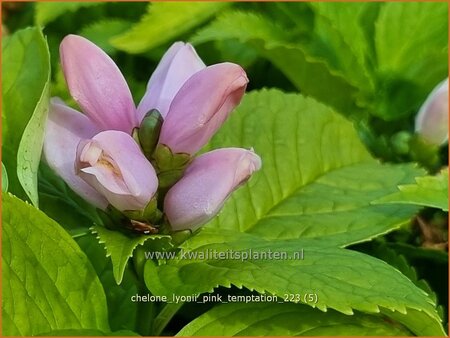 Chelone lyonii &#39;Pink Temptation&#39;