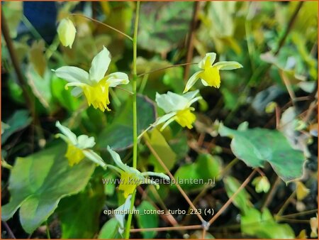 Epimedium &#39;Totnes Turbo&#39;