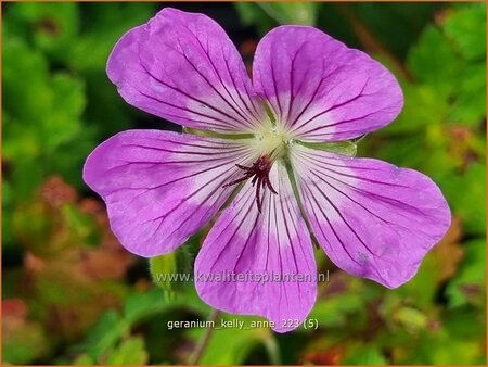 Geranium 'Kelly-Anne'