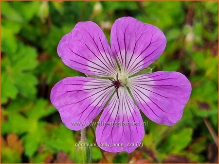 Geranium 'Kelly-Anne'
