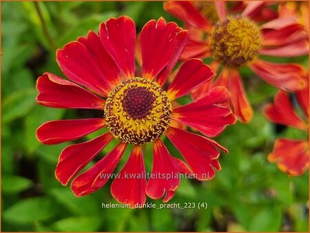 Helenium 'Dunkle Pracht'