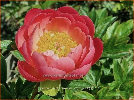 Paeonia &#39;Pink Hawaiian Coral&#39; (pot 11 cm)