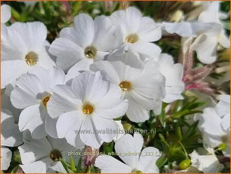 Phlox douglasii &#39;White Admiral&#39;