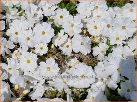 Phlox douglasii &#39;White Admiral&#39;