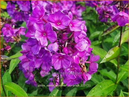 Phlox &#39;Sweet Summer Surprise&#39;