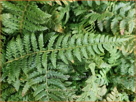 Polystichum aculeatum