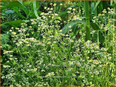 Tanacetum parthenium