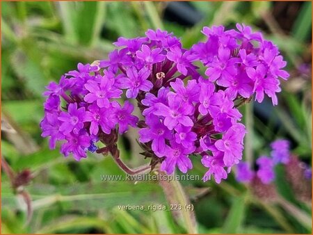 Verbena rigida