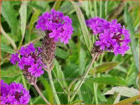 Verbena rigida