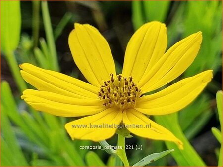 Coreopsis palmata