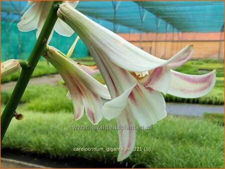 Cardiocrinum giganteum