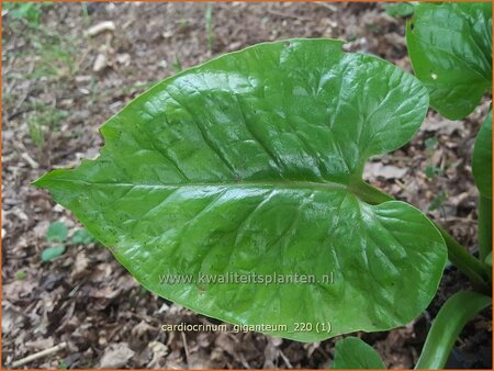 Cardiocrinum giganteum