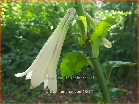 Cardiocrinum giganteum