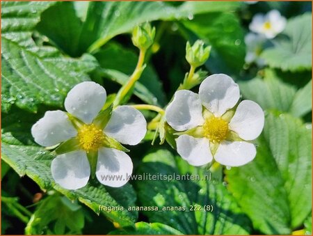 Fragaria ananassa &#39;Ananas&#39;