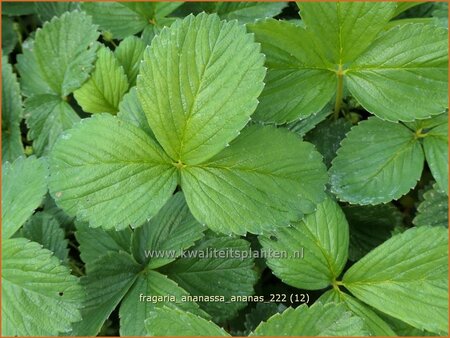 Fragaria ananassa &#39;Ananas&#39;