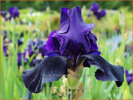 Iris germanica &#39;Black Taffeta&#39;