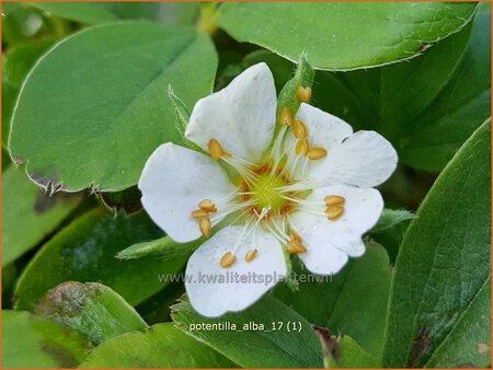 Potentilla alba
