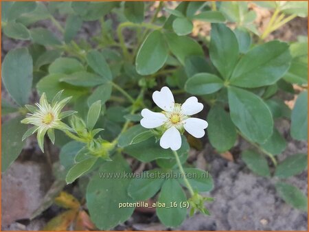 Potentilla alba
