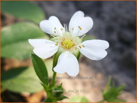 Potentilla alba