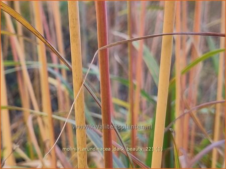 Molinia arundinacea &#39;Dark Beauty&#39;