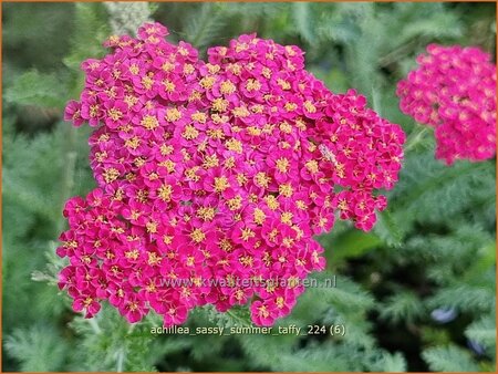 Achillea &#39;Sassy Summer Taffy&#39;