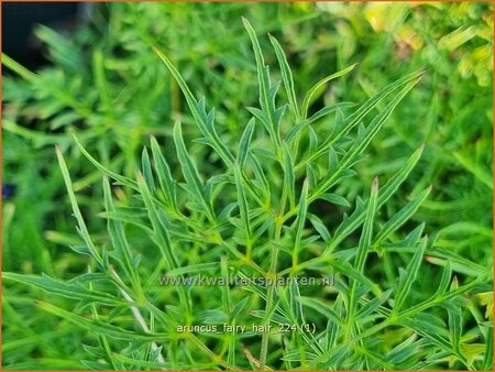 Aruncus &#39;Fairy Hair&#39;