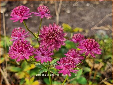 Astrantia major 'Red Joyce'