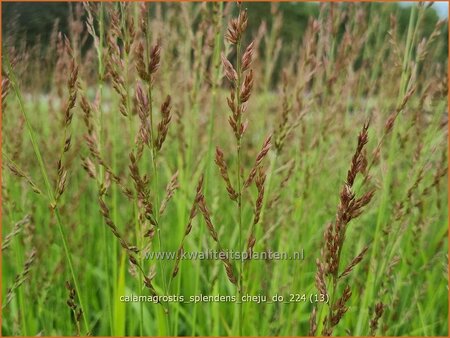Calamagrostis splendens 'Cheju-Do'