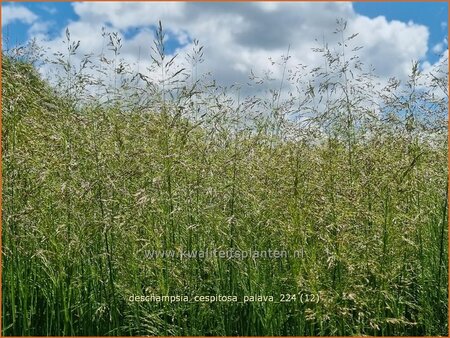 Deschampsia cespitosa &#39;Palava&#39;