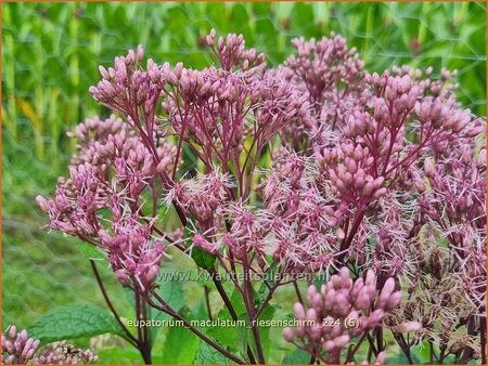 Eupatorium maculatum &#39;Riesenschirm&#39;