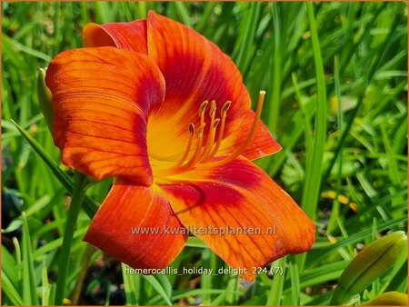 Hemerocallis 'Holiday Delight'