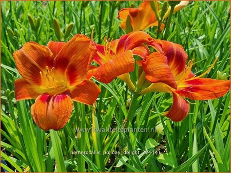 Hemerocallis 'Holiday Delight'